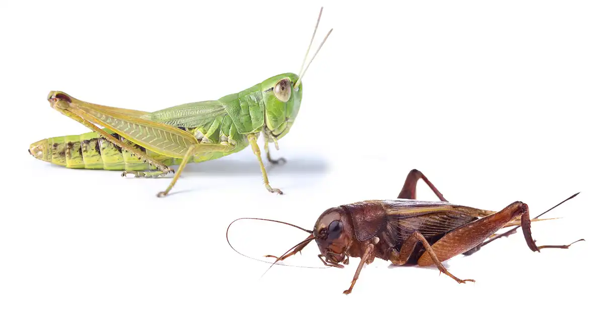 Green cricket and brown cricket on a white background - keep pests away from your home with Arrow Exterminating Company in NY