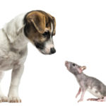 Beagle and Rat looking at each other