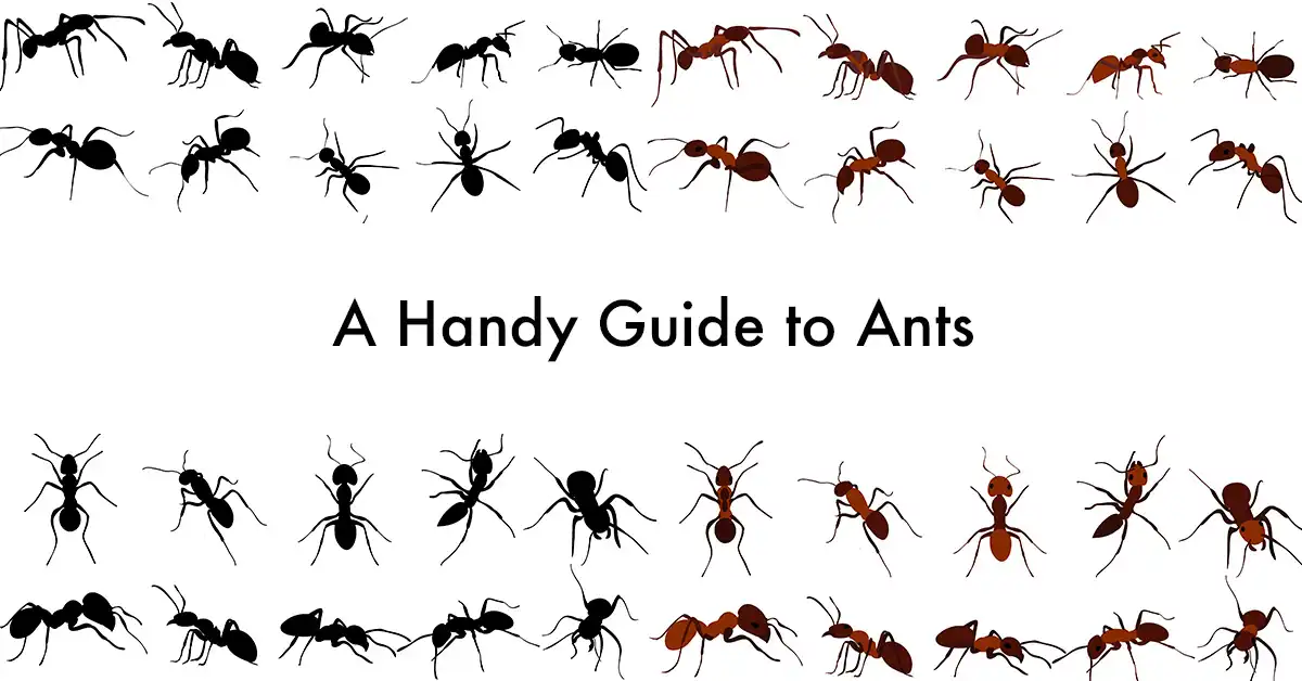 Handy guide to ants infographic - keep pests away form your home with Arrow Exterminating in NY