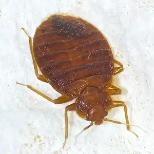 Bed bug on a bedsheet - keep pests away from your home with Arrow Exterminating Company in NY