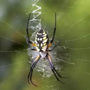 Black and yellow garden spider