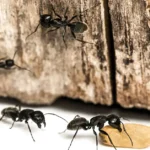 Cluster of black ants gathered around food scraps - keep pests away from your home with Arrow Exterminating Company in NY