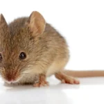 Brown mouse on a white background - keep pests away from your home with Arrow Exterminating Company in NY