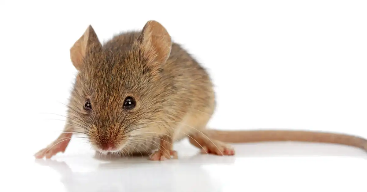 Brown mouse on a white background - keep pests away from your home with Arrow Exterminating Company in NY