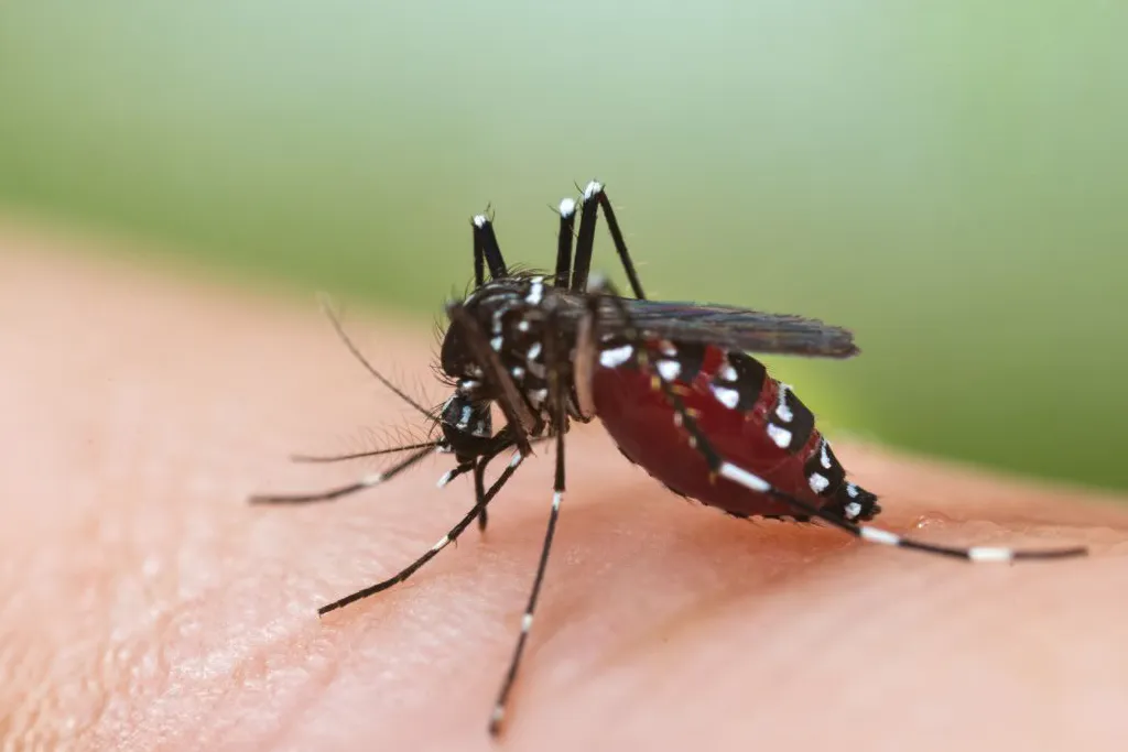 Close-up of a black and white striped mosquito biting human skin and consuming blood.