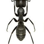 Carpenter ant on a white background - keep pests away from your home with Arrow Exterminating Company in NY