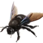 Carpenter bee on a white background - keep pests away from your home with Arrow Exterminating Company in NY