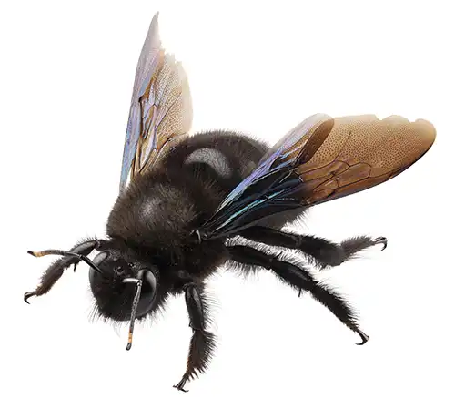 Carpenter bee on a white background - keep pests away from your home with Arrow Exterminating Company in NY