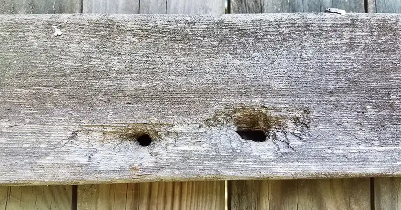 Carpenter bee damage to a piece of wood - keep pests away from your home with Arrow Exterminating Company in NY