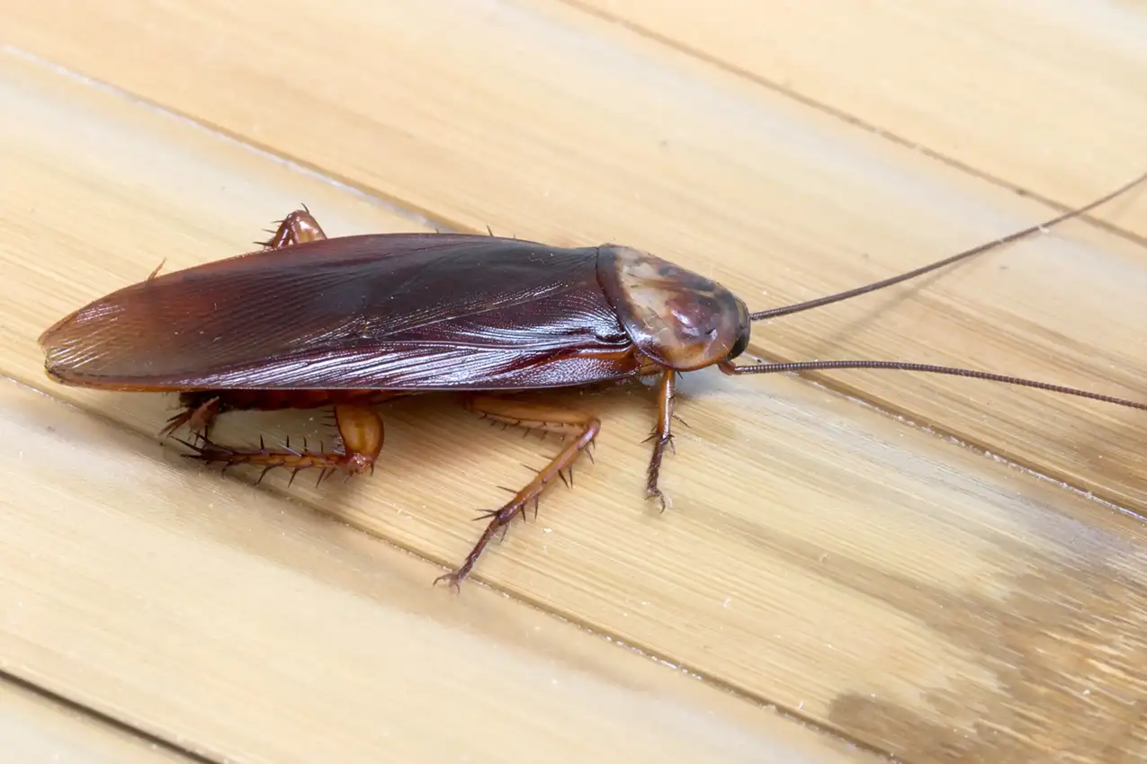 Cockroach on a wooden surface - keep pests away from your home with Arrow Exterminating Company in NY