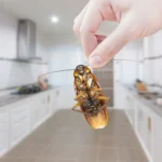Hand holding up a dead cockroach - keep pests away from your home with Arrow Exterminating Company in NY