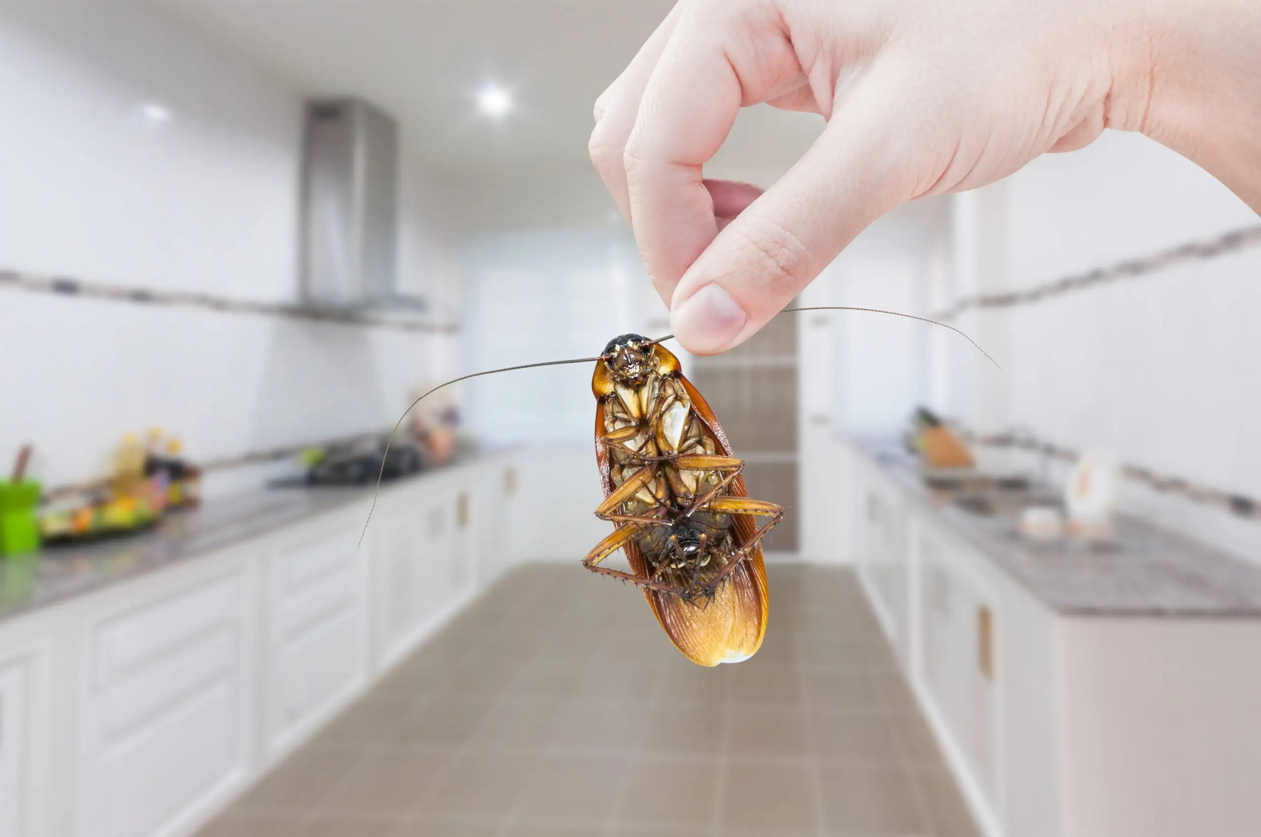 Hand holding up a dead cockroach - keep pests away from your home with Arrow Exterminating Company in NY