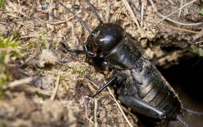A field cricket coming out of a hole in a yard.