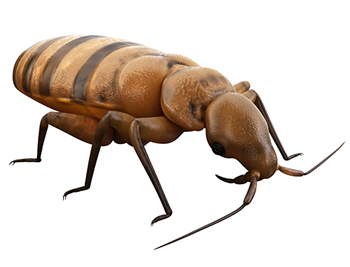 a 3D model of a bed bug
