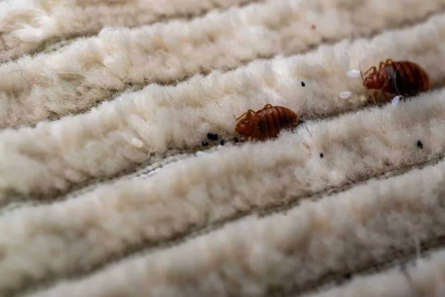 A macro close-up of reddish-brown adult bed bugs and small white eggs hiding deep within beige carpet fibers.