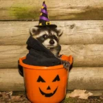Raccoon in a Halloween bucket - keep pests away from your home with Arrow Exterminating in NY