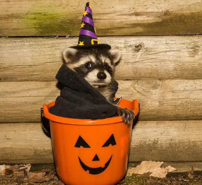 Raccoon in a Halloween bucket - keep pests away from your home with Arrow Exterminating in NY