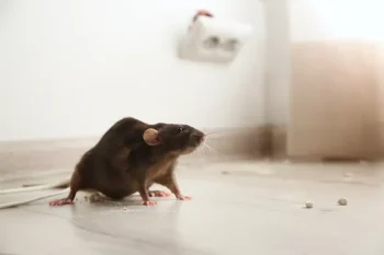 A dark gray rat standing on the floor indoors. If you see a rodent in your home or business, call Arrow Exterminating right away.