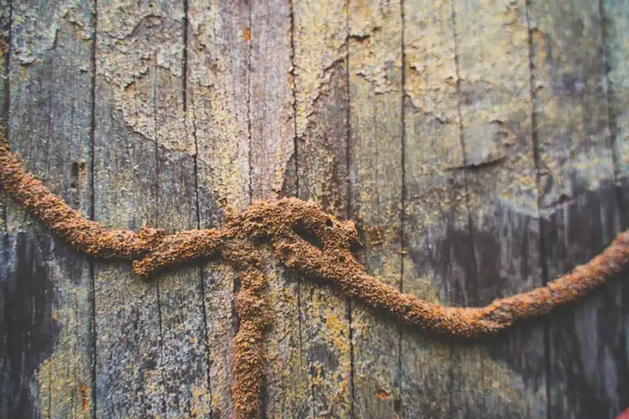Mud tubes running horizontally on a wooden surface