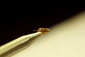 How-Does-Your-Exterminator-Check-for-Bed-Bugs