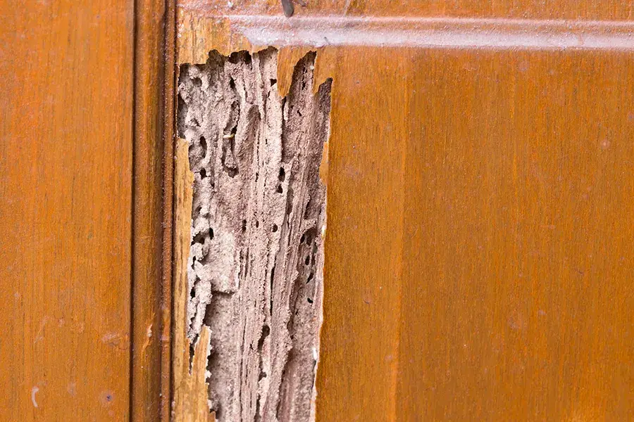 Close-up of a damaged wooden door panel where the outer layer has been removed to reveal a network of intricate termite galleries.