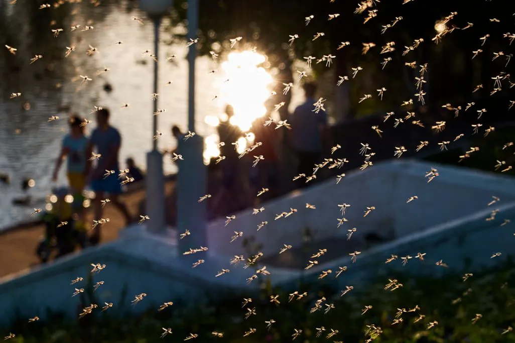 A heavy swarm of mosquitoes flying near a park at sunset before a lasting mosquito treatment.