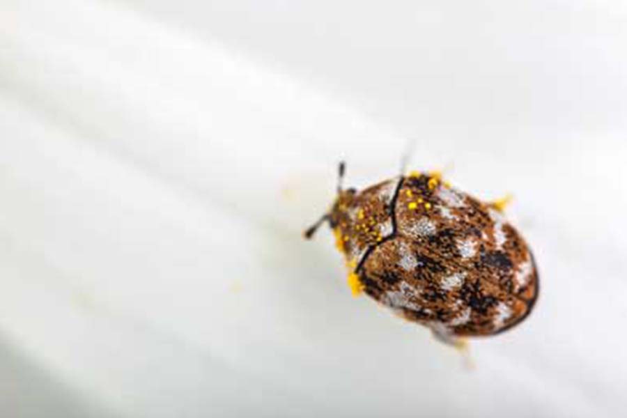 How to Tell if You Have Bed Bugs or Carpet Beetles; Arrow Exterminating