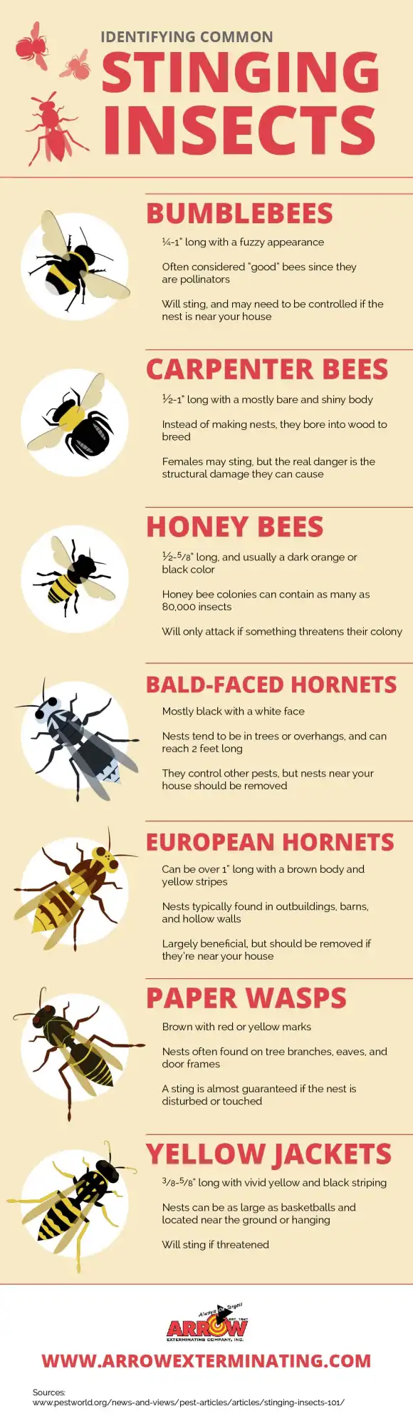 Identifying common stinging insects infographic - keep pests away from your home with Arrow Exterminating Company in NY
