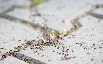 Is It Normal to Have Ants in My Backyard? in your area