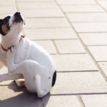 A small Jack Russel Terrier scratching their neck.