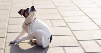 A small Jack Russel Terrier scratching their neck.