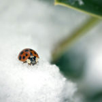 An Asian lady beetle sits atop snow.
