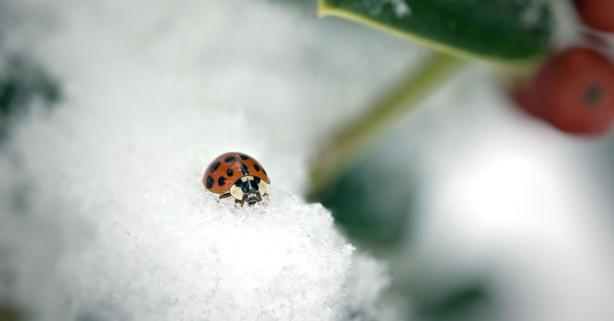 An Asian lady beetle sits atop snow.