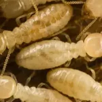 A cluster of white termites - keep pests away from your home with Arrow Exterminating Company in NY