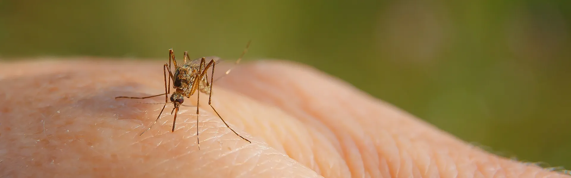 Close up of a mosquito on a person's hand