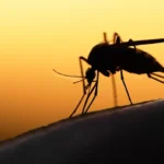 Silhouette of a black-tailed mosquito, Culiseta melanura, spreading the Eastern Equine Encephalitis (EEE) virus