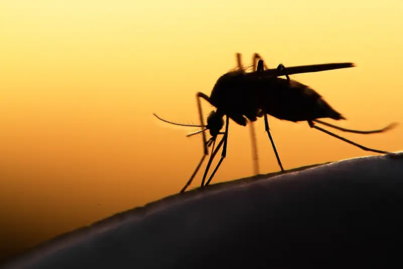 Silhouette of a black-tailed mosquito, Culiseta melanura, spreading the Eastern Equine Encephalitis (EEE) virus