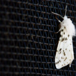 Macro image of a white spotted moth