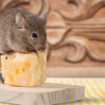 Mouse safely eating cheese on a trap.