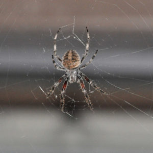 Nocturnal Orb-Weaving Spider