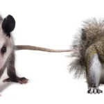 Opossum and squirrel on a white background - keep pests away from your home with Arrow Exterminating Company in NY