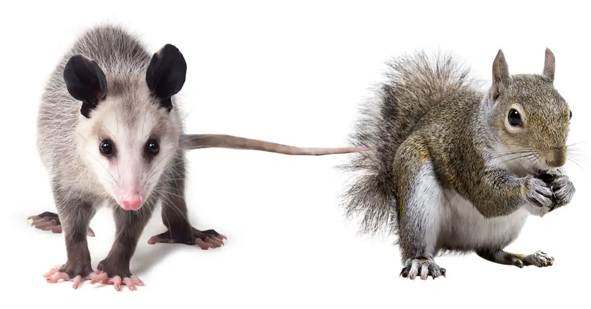 Opossum and squirrel on a white background - keep pests away from your home with Arrow Exterminating Company in NY