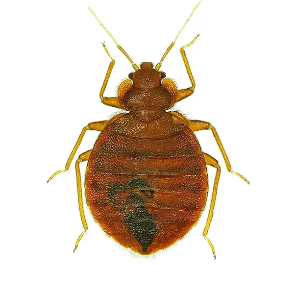 Bed Bug | Arrow Exterminating serving Long Island and surrounding areas