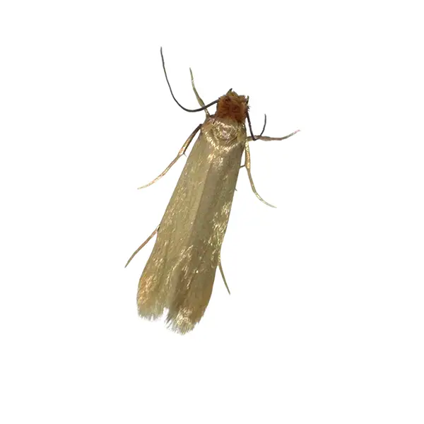 Clothes Moth | Arrow Exterminating serving Long Island and surrounding areas