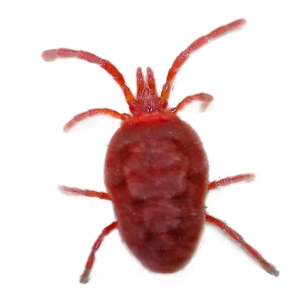 Clover Mite | Arrow Exterminating serving Long Island and surrounding areas