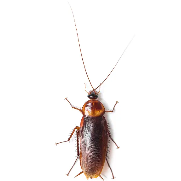 Cockroach | Arrow Exterminating serving Long Island and surrounding areas