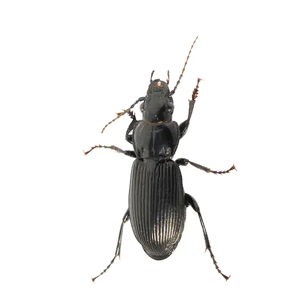 Ground Beetle | Arrow Exterminating serving Long Island and surrounding areas
