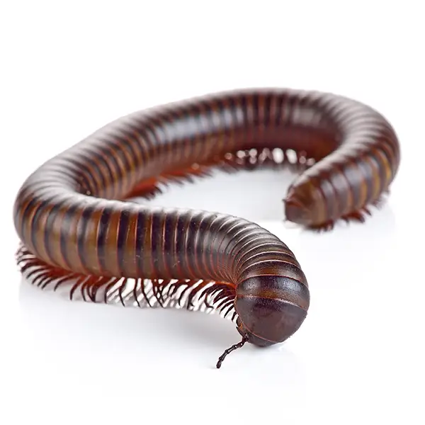 Millipede | Arrow Exterminating serving Long Island and surrounding areas