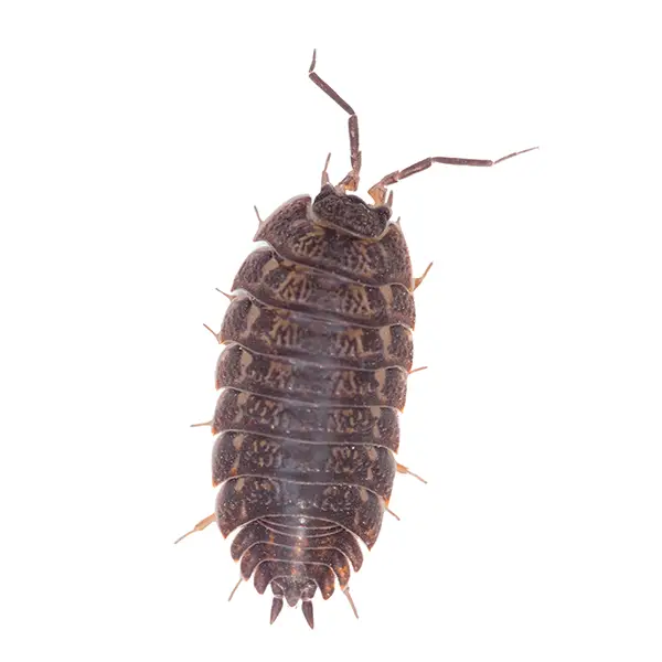 Pill Bug | Arrow Exterminating serving Long Island and surrounding areas