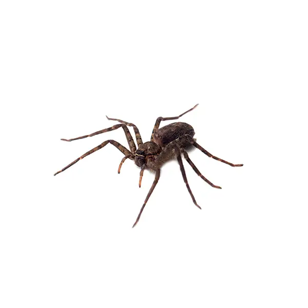 Spider | Arrow Exterminating serving Long Island and surrounding areas